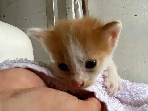 Kiko