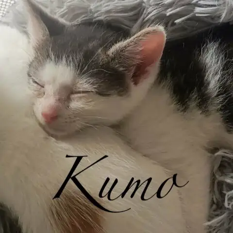 Kumo photo 3