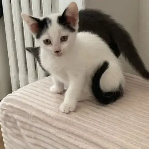 Babybelle