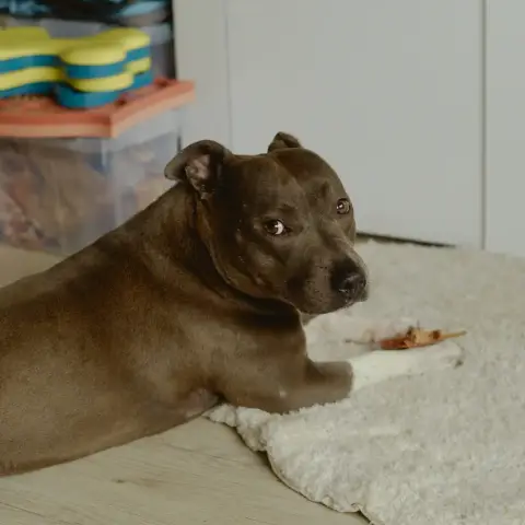 Nala photo 2