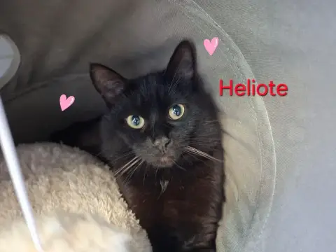 Héliote