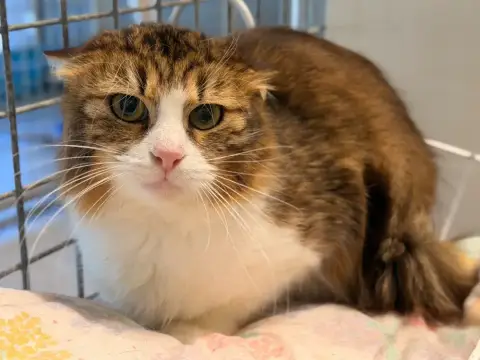 Sahara