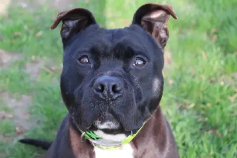 Mowgli