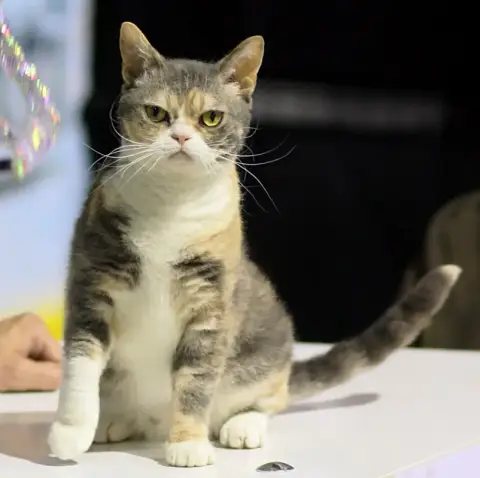Fiche de la race American Wirehair
