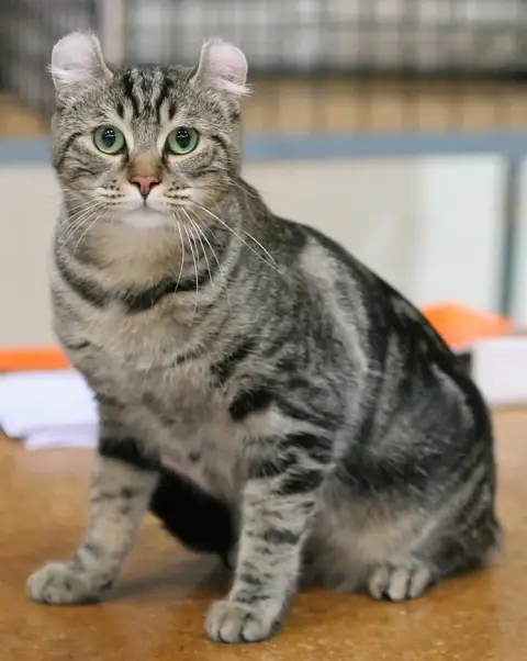 Fiche de la race American Curl