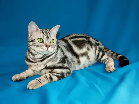 Photo de la race American Shorthair