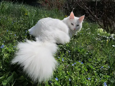 Fiche de la race Angora Turc