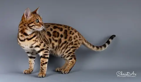Fiche de la race Bengal