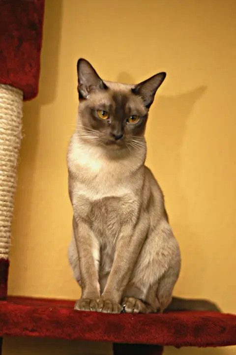Fiche de la race Burmese