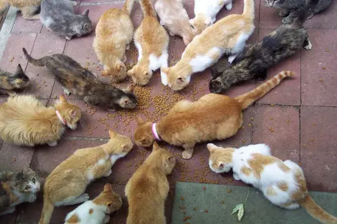 Chat de gouttière