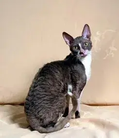 Fiche de la race Cornish Rex