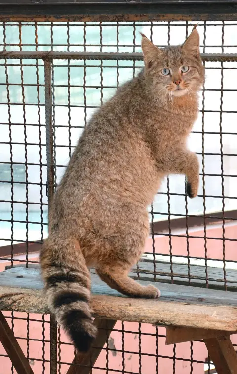Fiche de la race Desert Cat