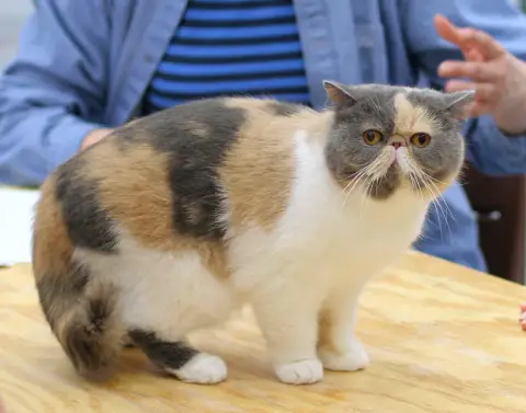 Fiche de la race Exotic Shorthair