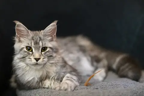 Maine Coon Polydactyle
