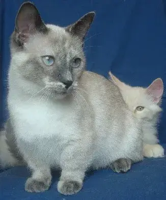 Photo de la race Munchkin