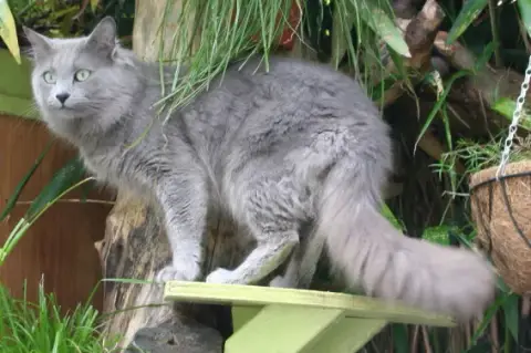 Fiche de la race Nebelung