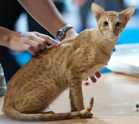 Fiche de la race Oriental Shorthair