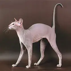 Fiche de la race Peterbald