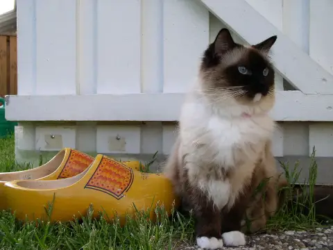 Fiche de la race Ragdoll