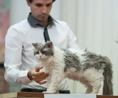 Photo de la race Selkirk Rex