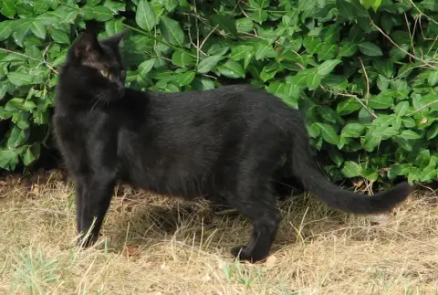 Singapura Shorthair