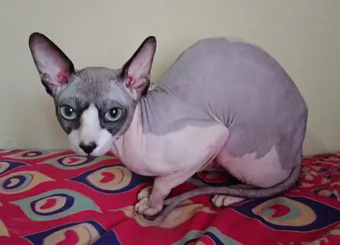 Photo de la race Sphynx