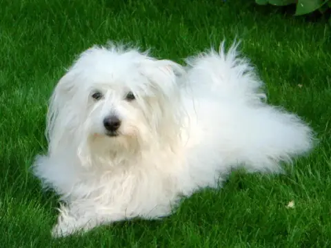 Fiche de la race Coton de Tuléar