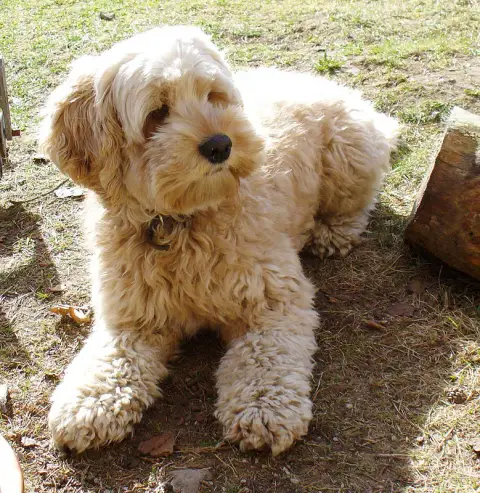 Fiche de la race Cockapoo