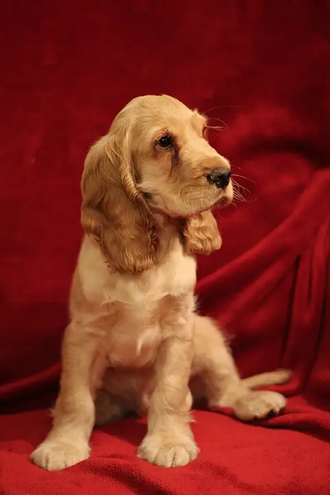 Fiche de la race Cocker Spaniel Anglais