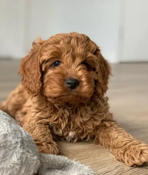 Fiche de la race Cavapoo