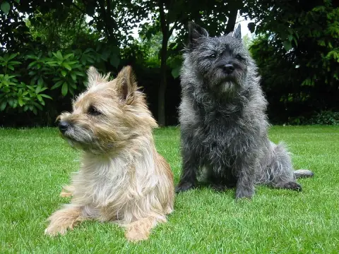 Fiche de la race Cairn Terrier