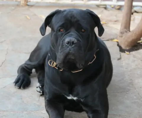Fiche de la race Cane Corso