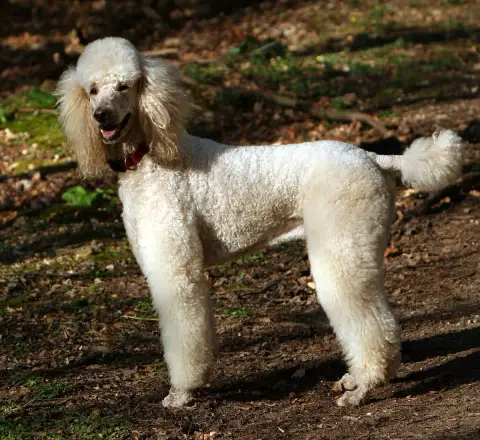 Caniche