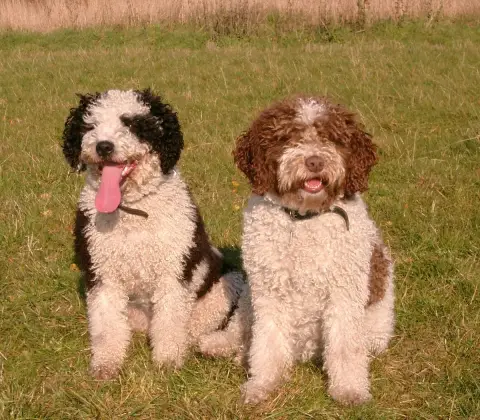 Chien d'Eau Espagnol