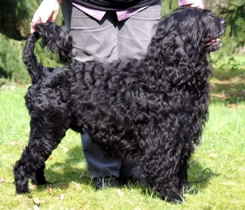 Fiche de la race Chien d'Eau Portugais