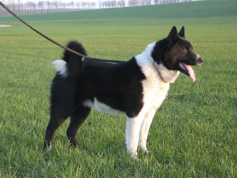 Fiche de la race Chien d'Ours de Carélie