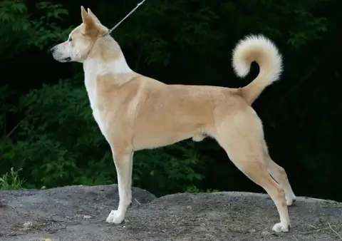 Fiche de la race Chien de Canaan