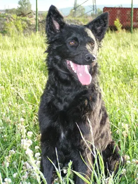 Fiche de la race Chien de Berger Croate