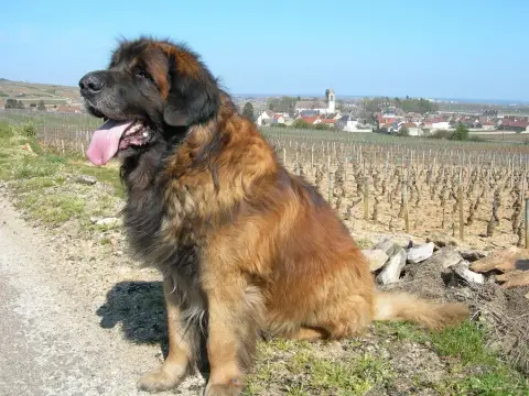 Chien de Montagne d'Entlebuch