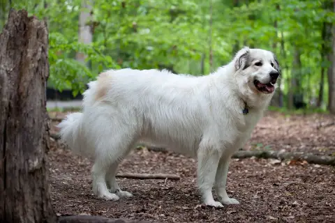 Fiche de la race Chien de Montagne des Pyrénées