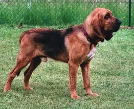 Fiche de la race Chien de Saint-Hubert