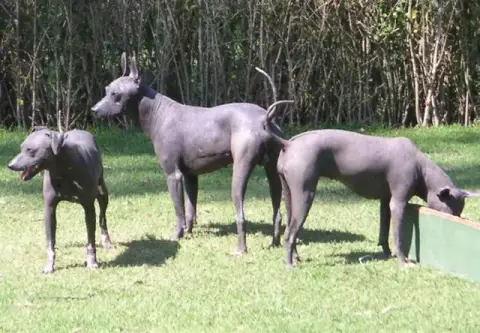 Fiche de la race Chien Nu Mexicain