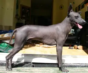 Fiche de la race Chien Nu Péruvien