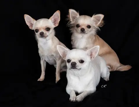Fiche de la race Chihuahua