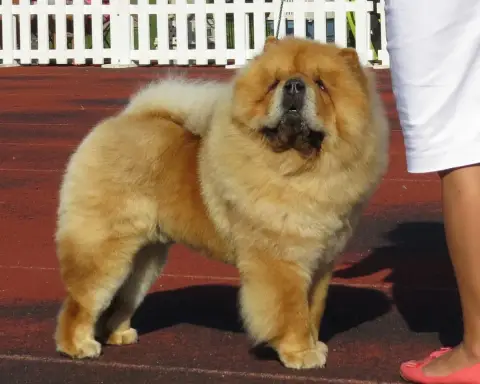 Fiche de la race Chow Chow