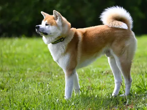 Fiche de la race Akita Inu