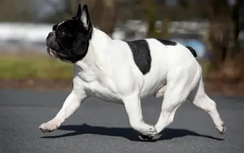 Fiche de la race Bouledogue Français