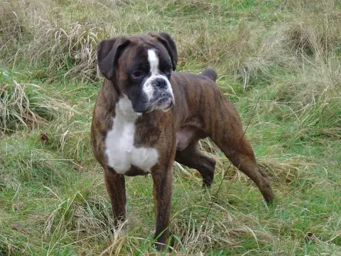 Fiche de la race Boxer