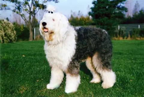 Fiche de la race Bobtail