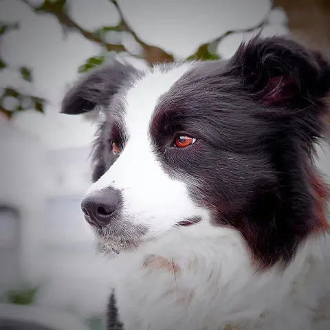 Fiche de la race Border Collie